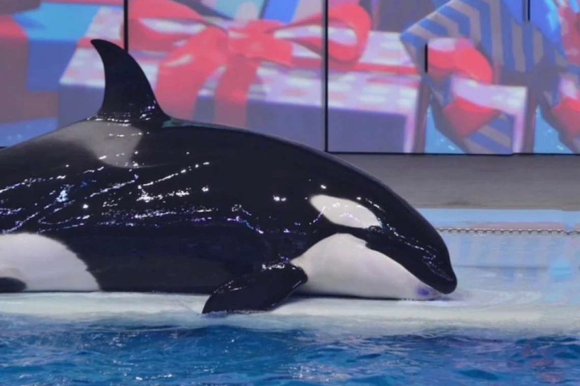 Orka Narnia umiera w moskiewskim delfinarium