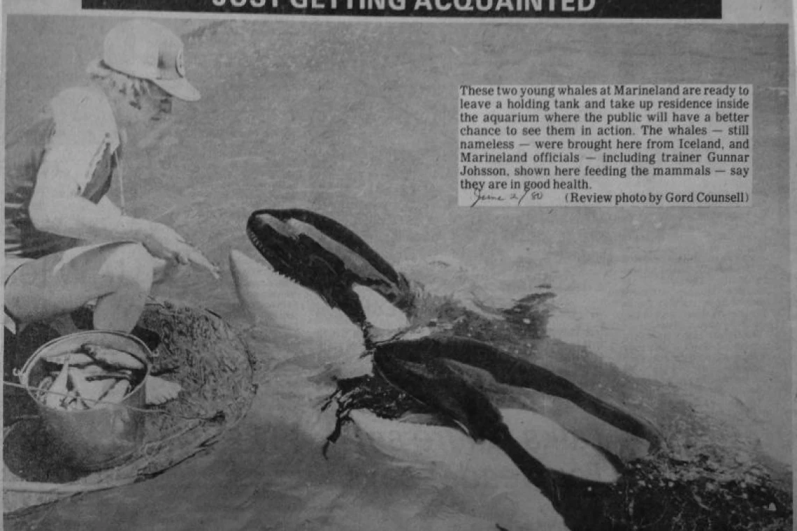 Kolejna orka umiera w delfinarium po 47 latach w niewoli